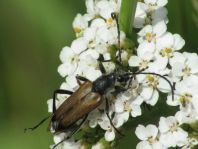 Anastrangalia sanguinolenta, Blutroter Halsbock