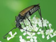 Anastrangalia sanguinolenta, Blutroter Halsbock
