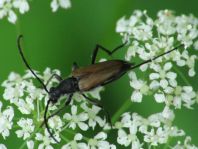 Anastrangalia sanguinolenta, Blutroter Halsbock