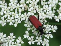 Anastrangalia sanguinolenta, Blutroter Halsbock
