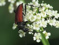 Anastrangalia sanguinolenta, Blutroter Halsbock