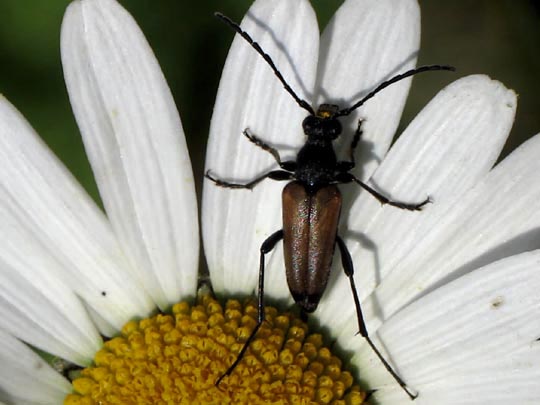 Anastrangalia sanguinolenta, Blutroter Halsbock