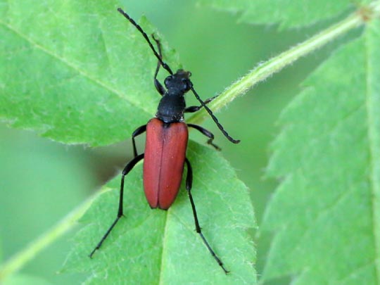 Anastrangalia sanguinolenta, Blutroter Halsbock