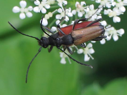 Anastrangalia sanguinolenta, Blutroter Halsbock
