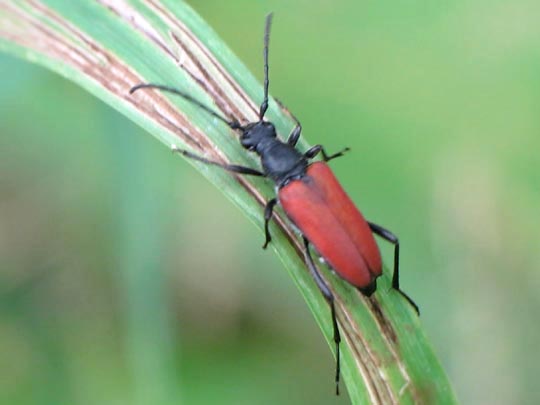 Anastrangalia sanguinolenta, Blutroter Halsbock