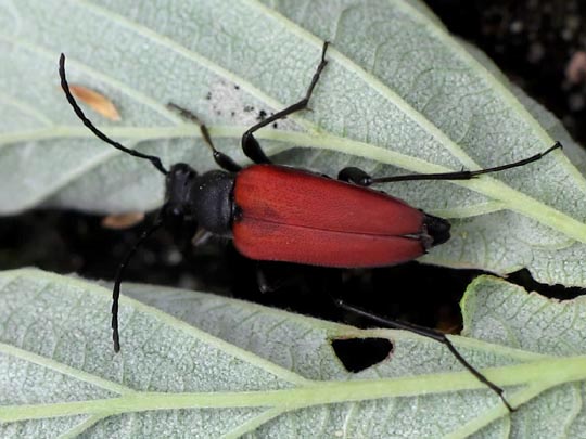 Anastrangalia sanguinolenta, Blutroter Halsbock