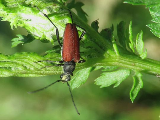 Anastrangalia sanguinolenta, Blutroter Halsbock
