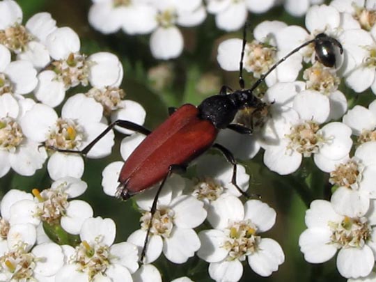 Anastrangalia sanguinolenta, Blutroter Halsbock