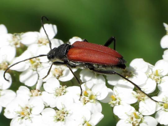 Anastrangalia sanguinolenta, Blutroter Halsbock