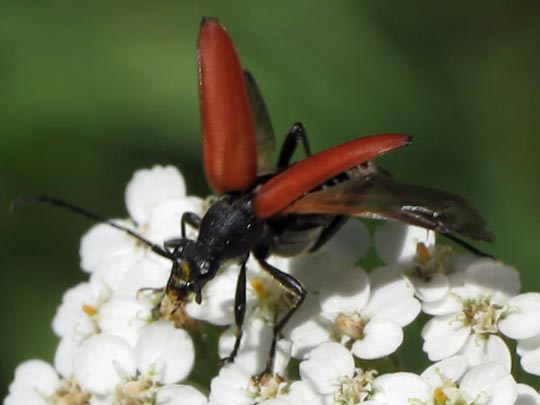 Anastrangalia sanguinolenta, Blutroter Halsbock