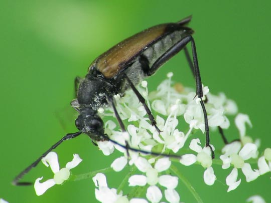 Anastrangalia sanguinolenta, Blutroter Halsbock