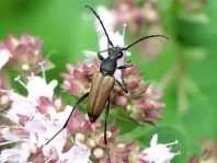 Anastrangalia sanguinolenta, Blutroter Halsbock