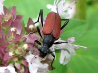 Anastrangalia sanguinolenta, Blutroter Halsbock