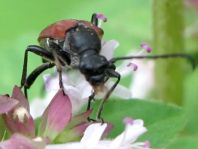 Anastrangalia sanguinolenta, Blutroter Halsbock