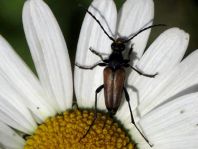 Anastrangalia sanguinolenta, Blutroter Halsbock