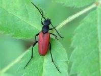 Anastrangalia sanguinolenta, Blutroter Halsbock