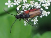 Anastrangalia sanguinolenta, Blutroter Halsbock