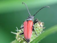 Anastrangalia sanguinolenta, Blutroter Halsbock