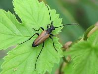 Anastrangalia sanguinolenta, Blutroter Halsbock
