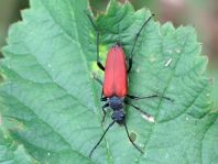 Anastrangalia sanguinolenta, Blutroter Halsbock