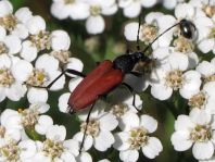 Anastrangalia sanguinolenta, Blutroter Halsbock