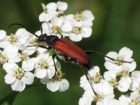 Anastrangalia sanguinolenta, Blutroter Halsbock
