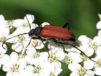 Anastrangalia sanguinolenta, Blutroter Halsbock