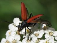 Anastrangalia sanguinolenta, Blutroter Halsbock