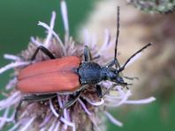 Anastrangalia sanguinolenta, Blutroter Halsbock