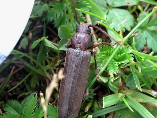Arhopalus rusticus, Dunkelbrauner Halsgrubenbock