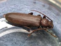 Arhopalus rusticus, Dunkelbrauner Halsgrubenbock