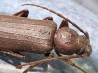 Arhopalus rusticus, Dunkelbrauner Halsgrubenbock