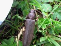 Arhopalus rusticus, Dunkelbrauner Halsgrubenbock