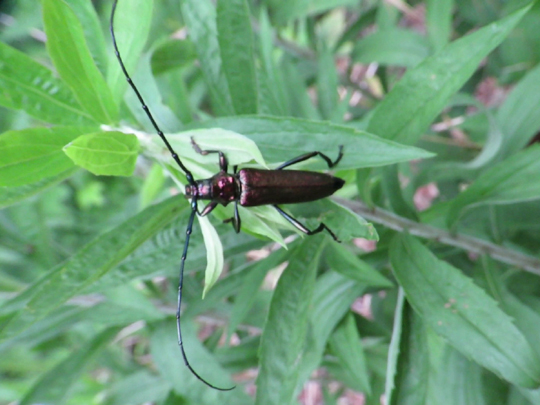 Moschusbock, Aromia moschata
