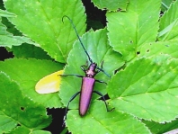 Moschusbock, Aromia moschata