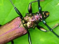 Moschusbock, Aromia moschata