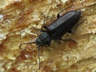 Asemum striatum