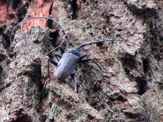 Cerambyx cerdo, Großer Eichenbock