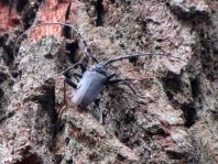 Cerambyx cerdo, Großer Eichenbock