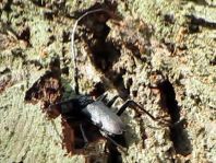 Cerambyx cerdo, Großer Eichenbock