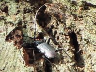 Cerambyx cerdo, Großer Eichenbock