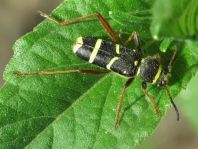 Clytus arietis, Echter Widderbock