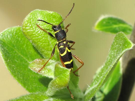 Clytus arietis, Echter Widderbock