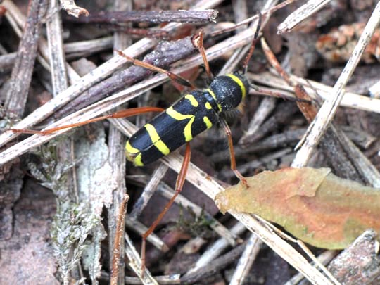 Clytus arietis, Echter Widderbock