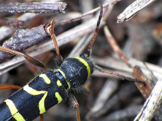 Clytus arietis, Echter Widderbock