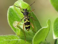 Clytus arietis, Echter Widderbock