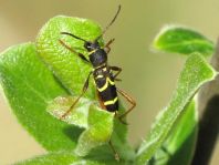 Clytus arietis, Echter Widderbock