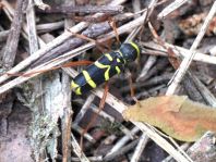 Clytus arietis, Echter Widderbock