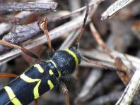 Clytus arietis, Echter Widderbock
