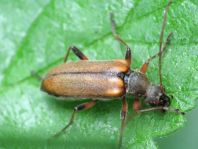 Cortodera humeralis